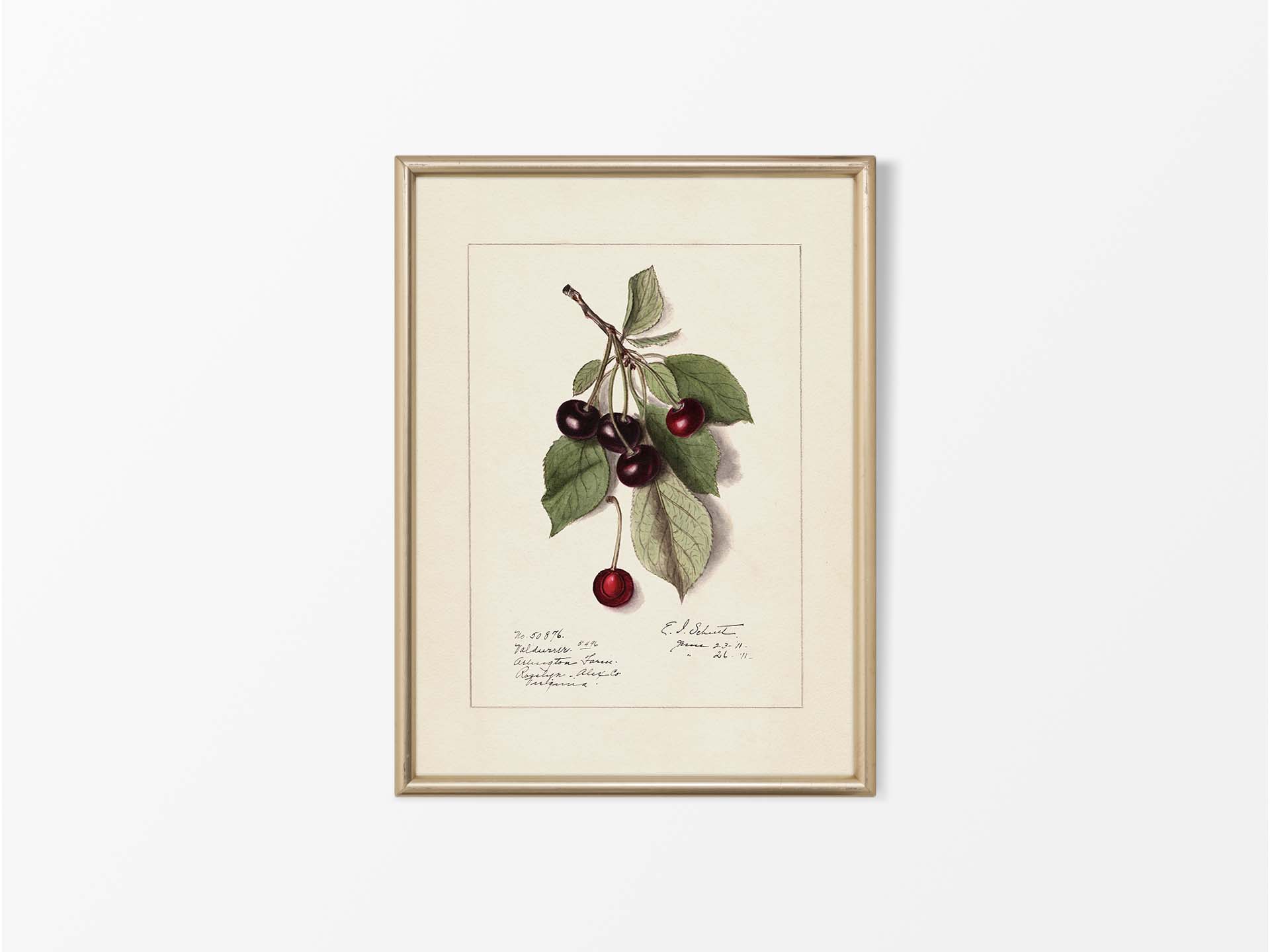 Cherries Vintage Art Print