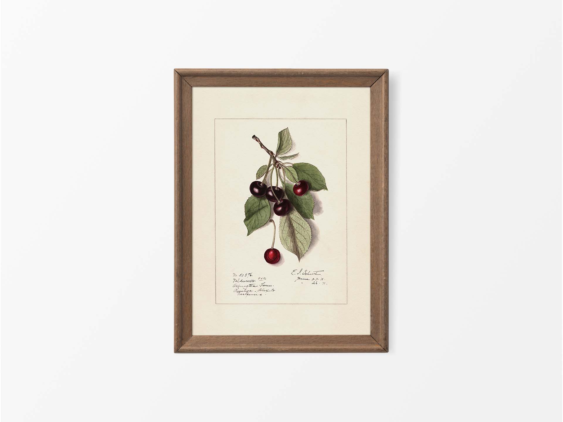 Cherries Vintage Art Print