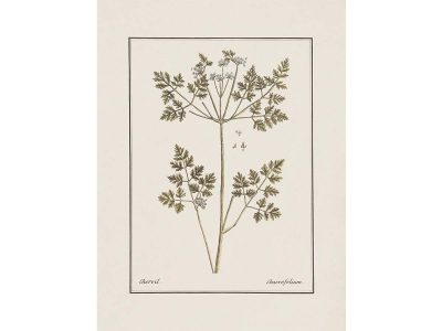 Chervil II Vintage Art Print