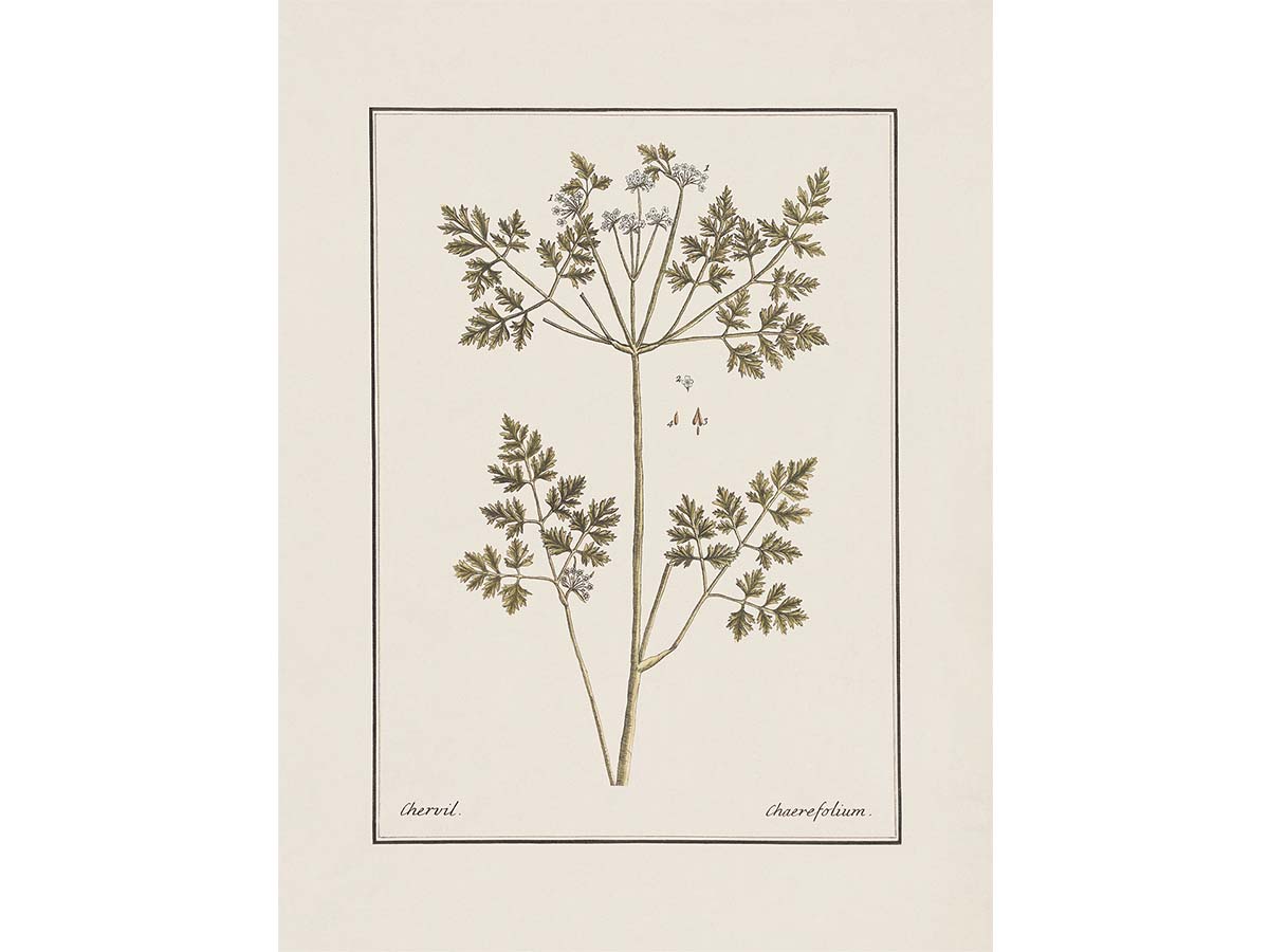 Chervil II Vintage Art Print