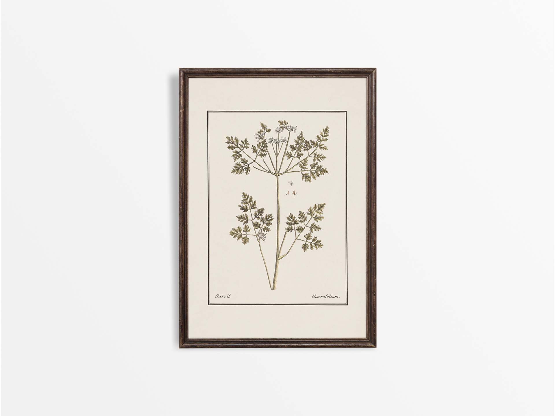 Chervil II Vintage Art Print