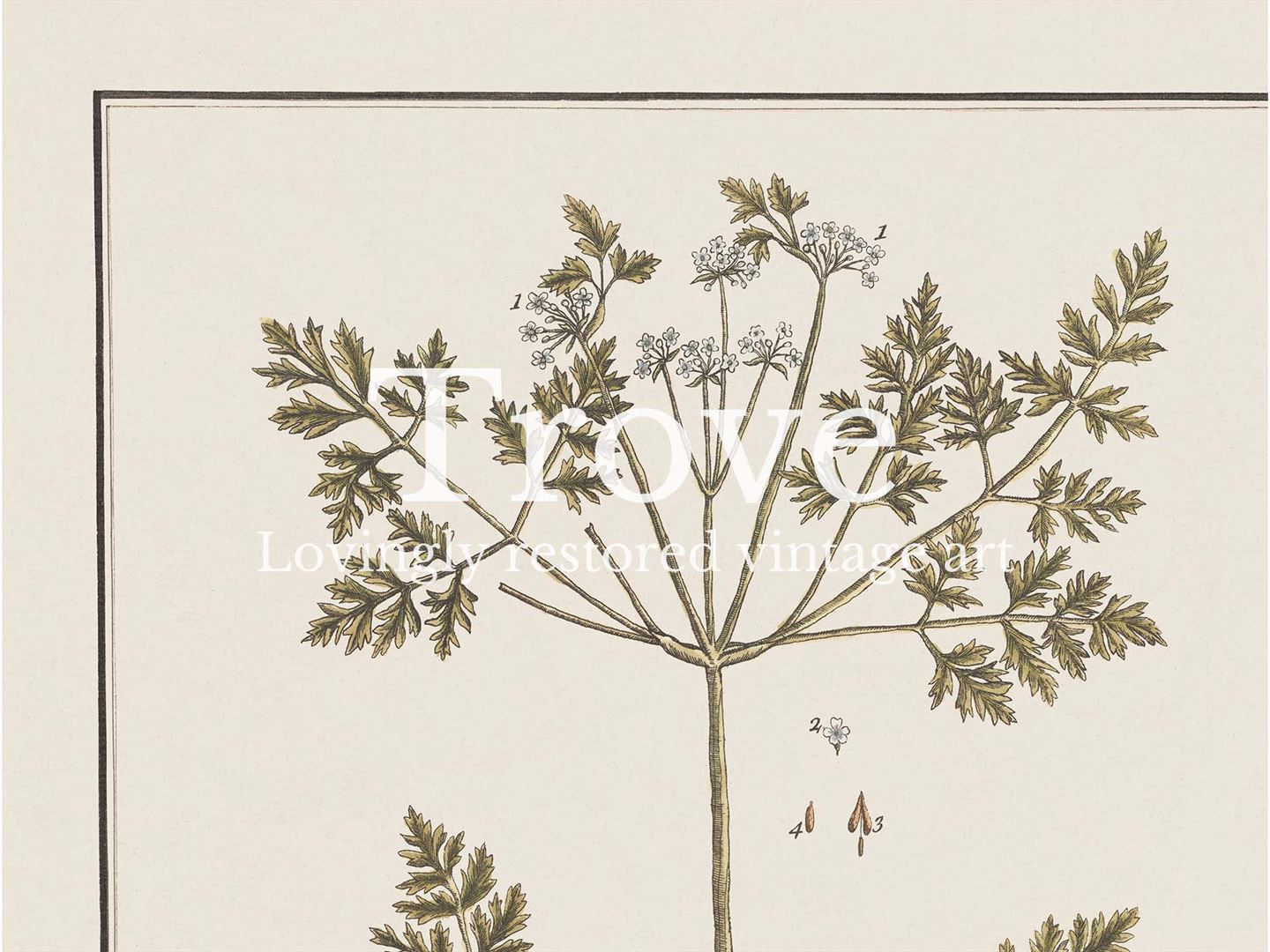 Chervil II Vintage Art Print