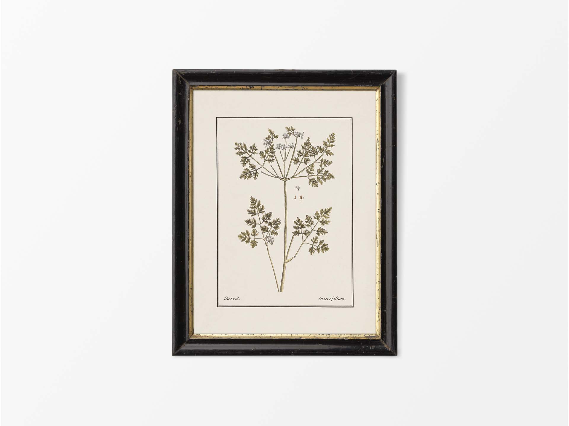 Chervil II Vintage Art Print