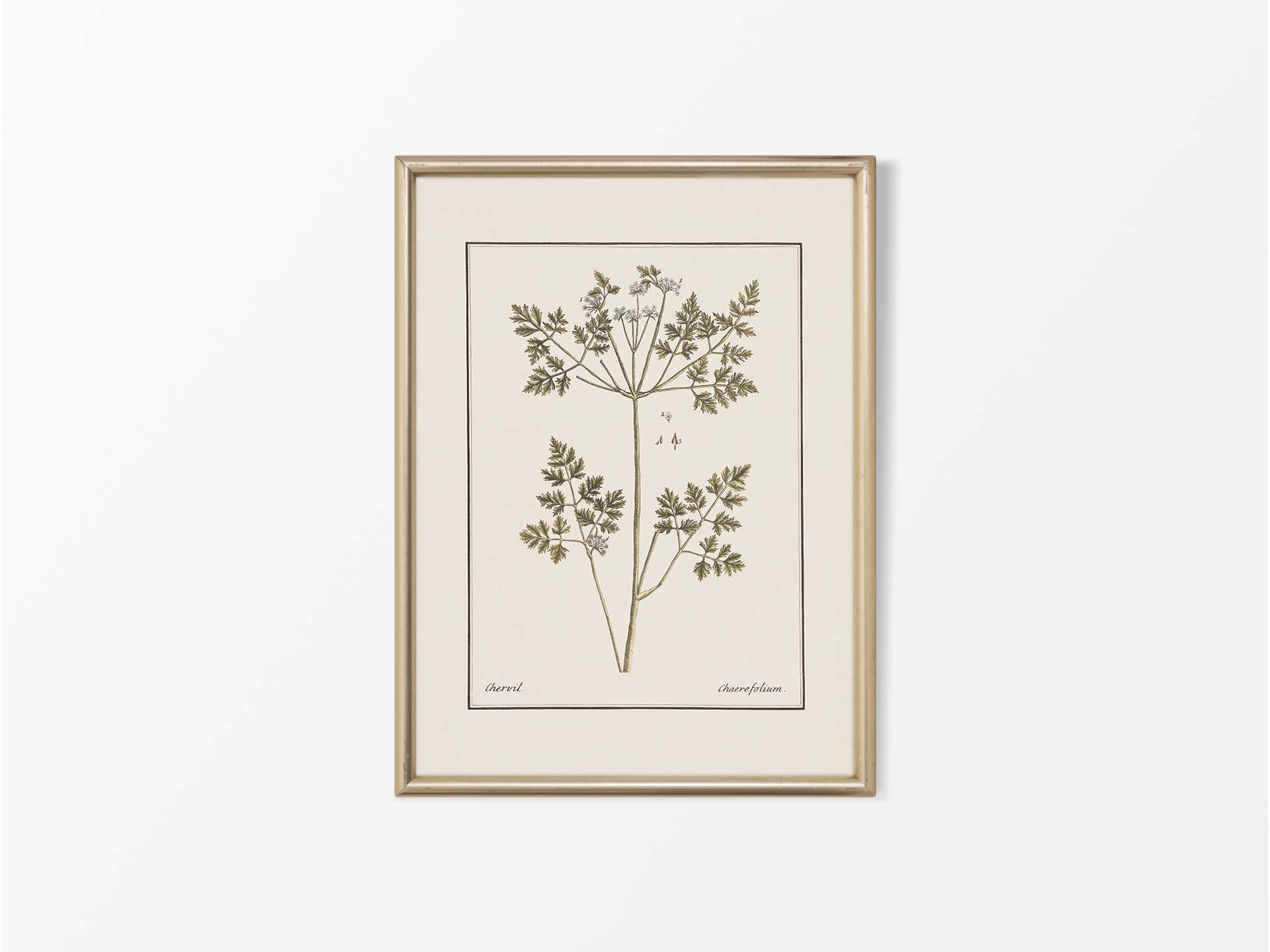 Chervil II Vintage Art Print