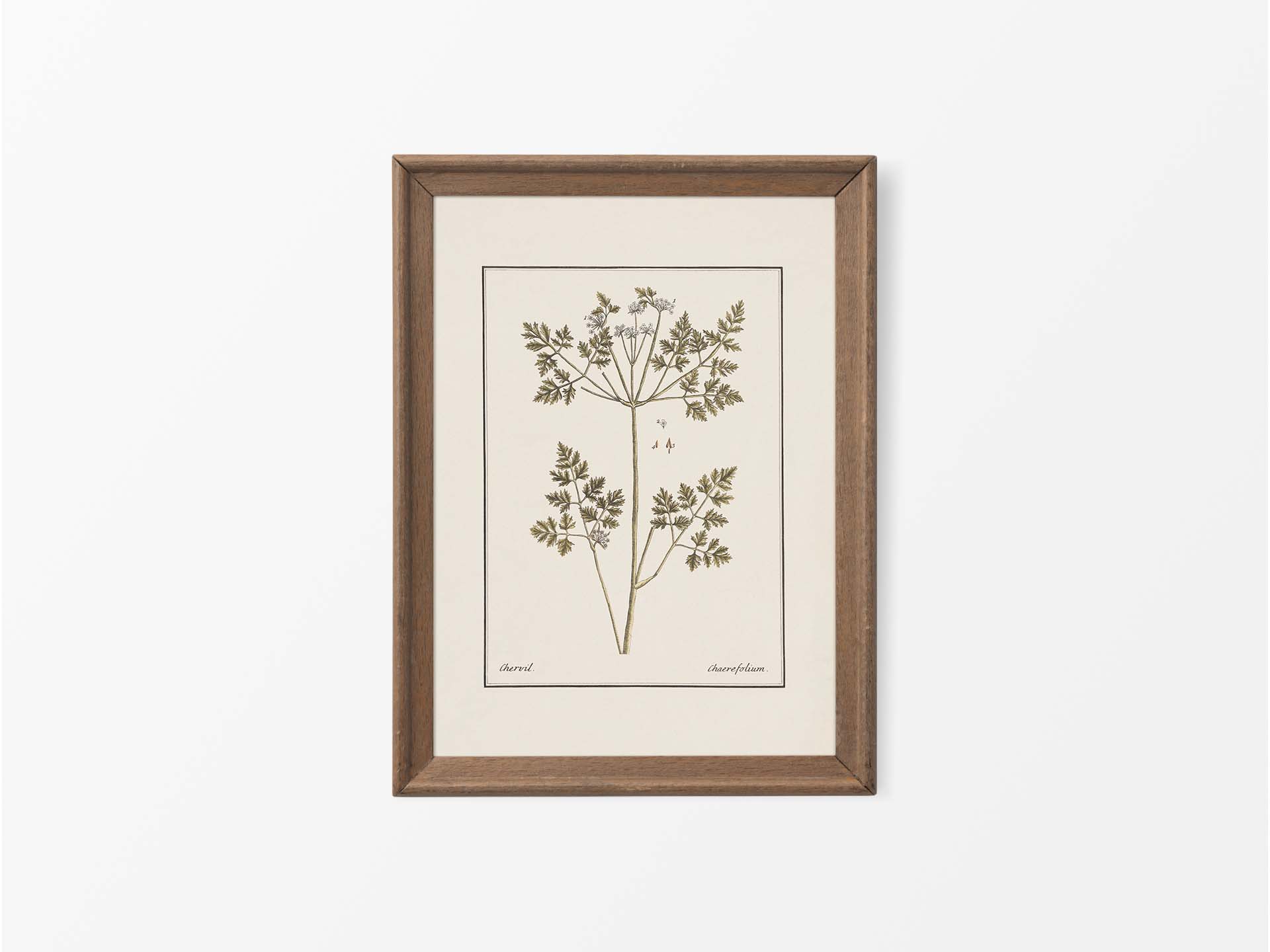 Chervil II Vintage Art Print