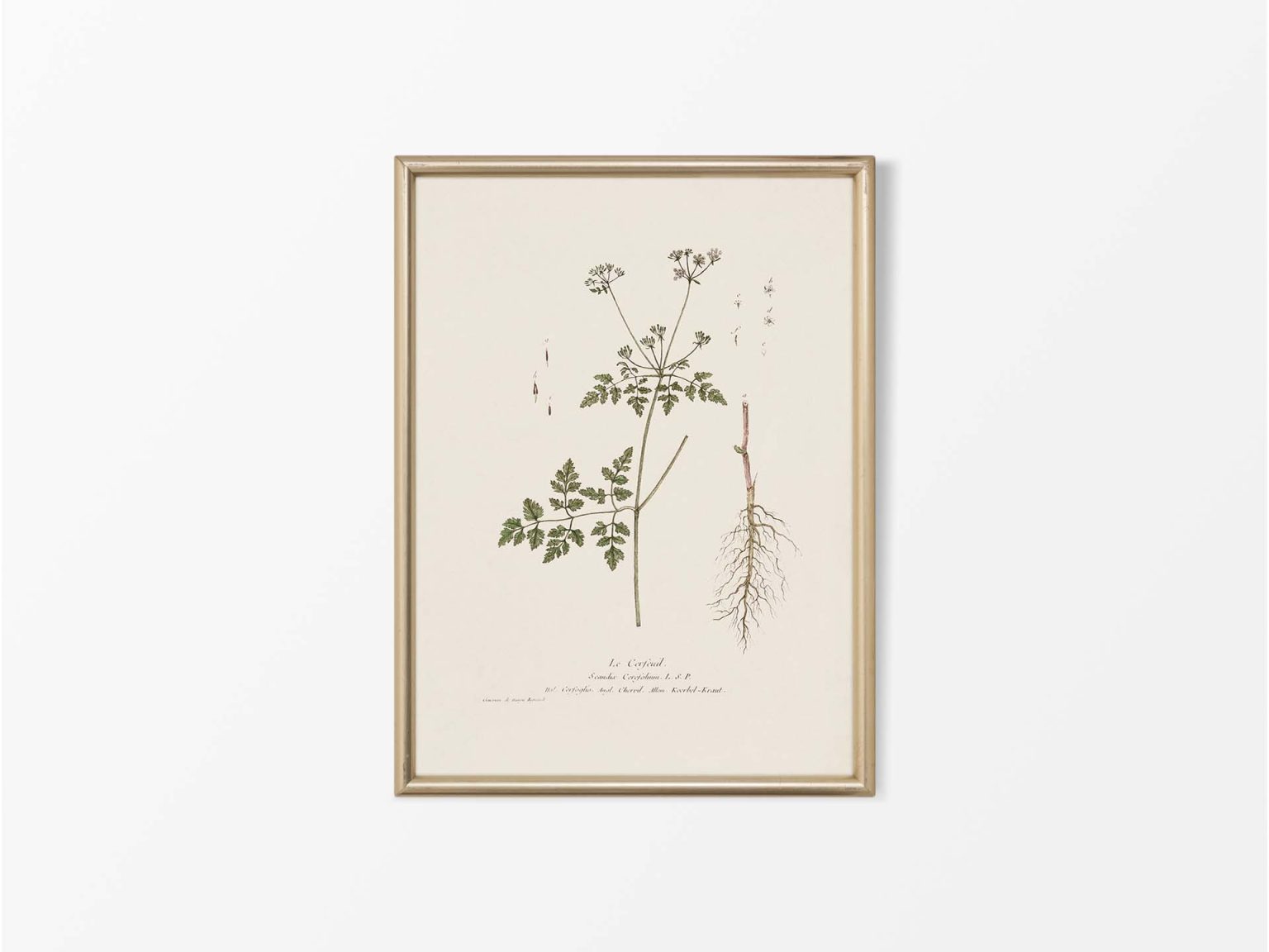Umbellifers (Set of Four) - Trove Prints