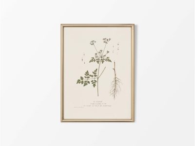 Chervil Vintage Art Print