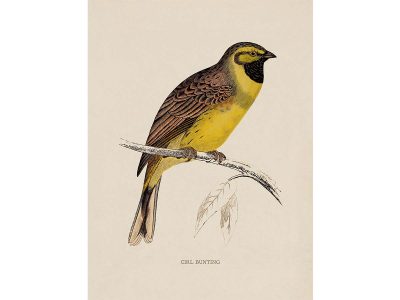 Cirl Bunting Vintage Art Print