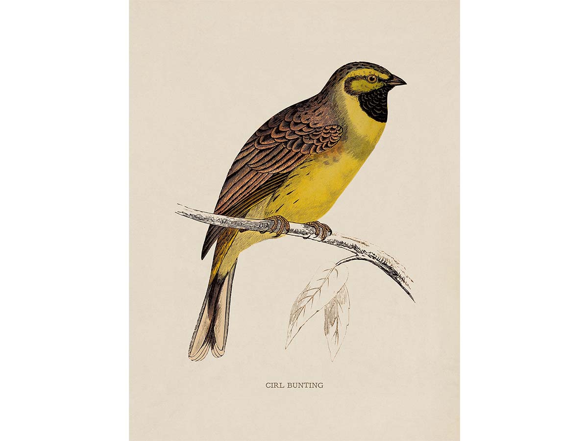 Cirl Bunting Vintage Art Print