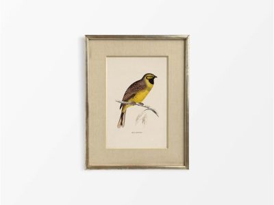 Cirl Bunting Vintage Art Print