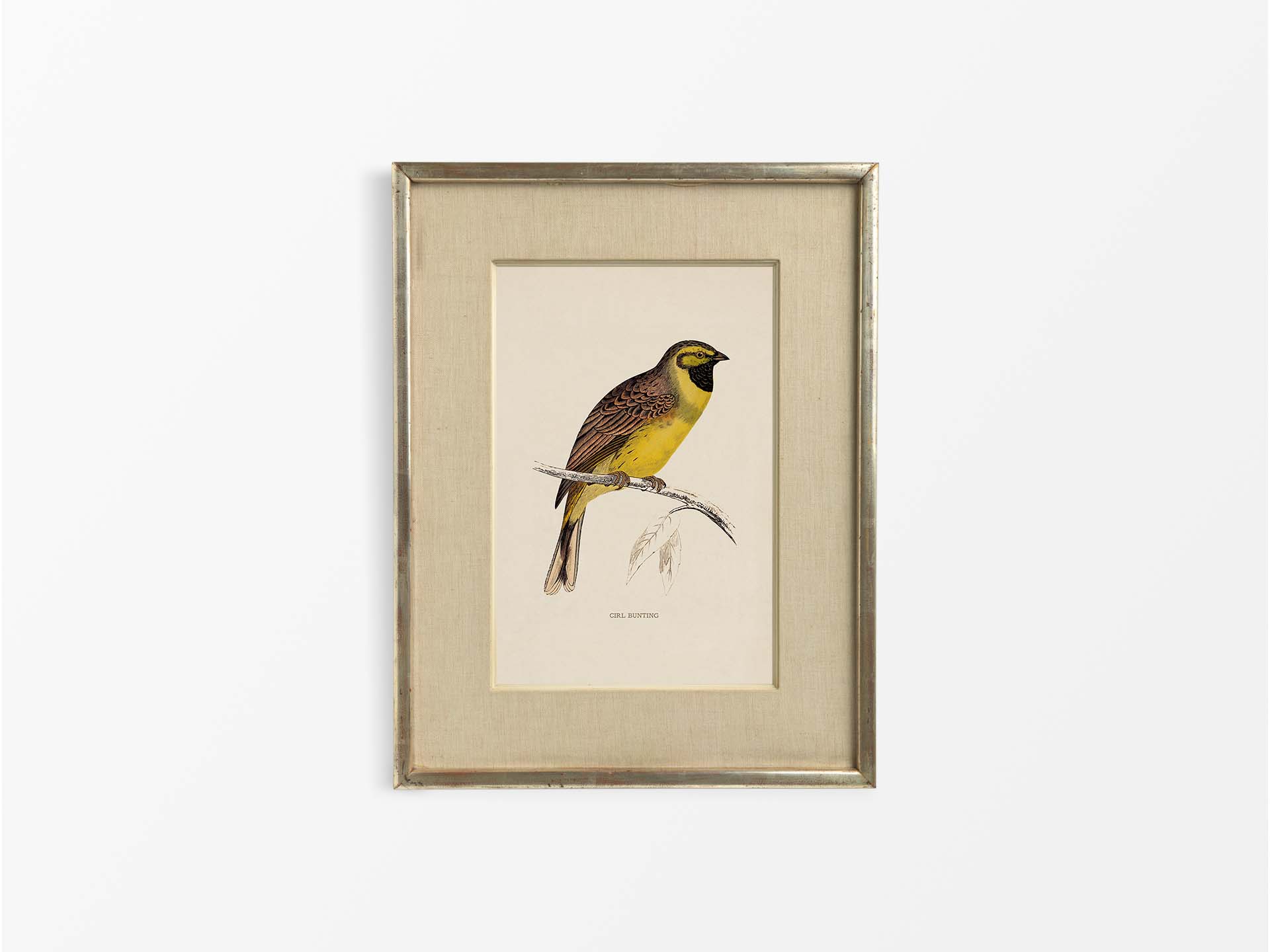 Cirl Bunting Vintage Art Print
