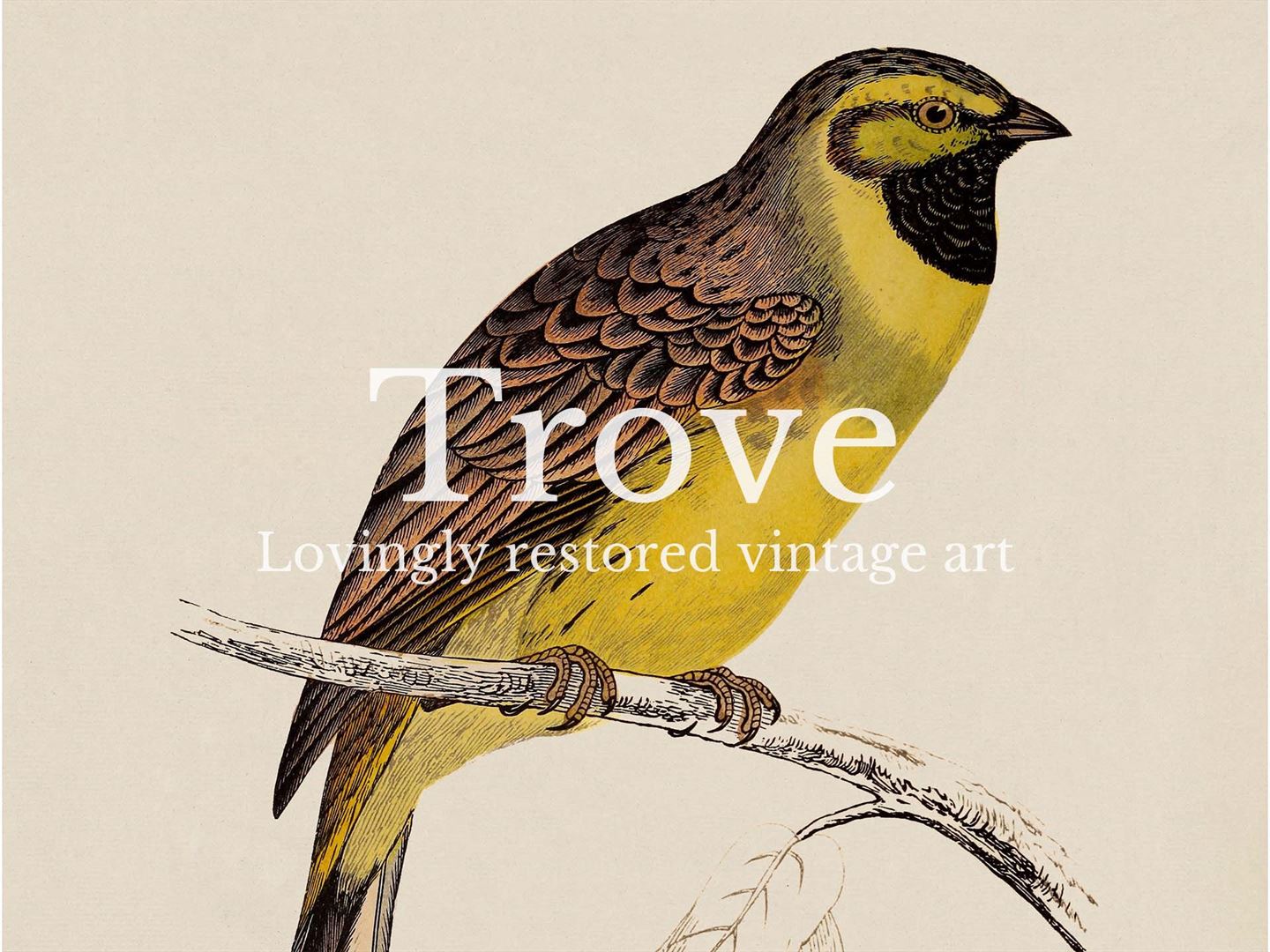Cirl Bunting Vintage Art Print