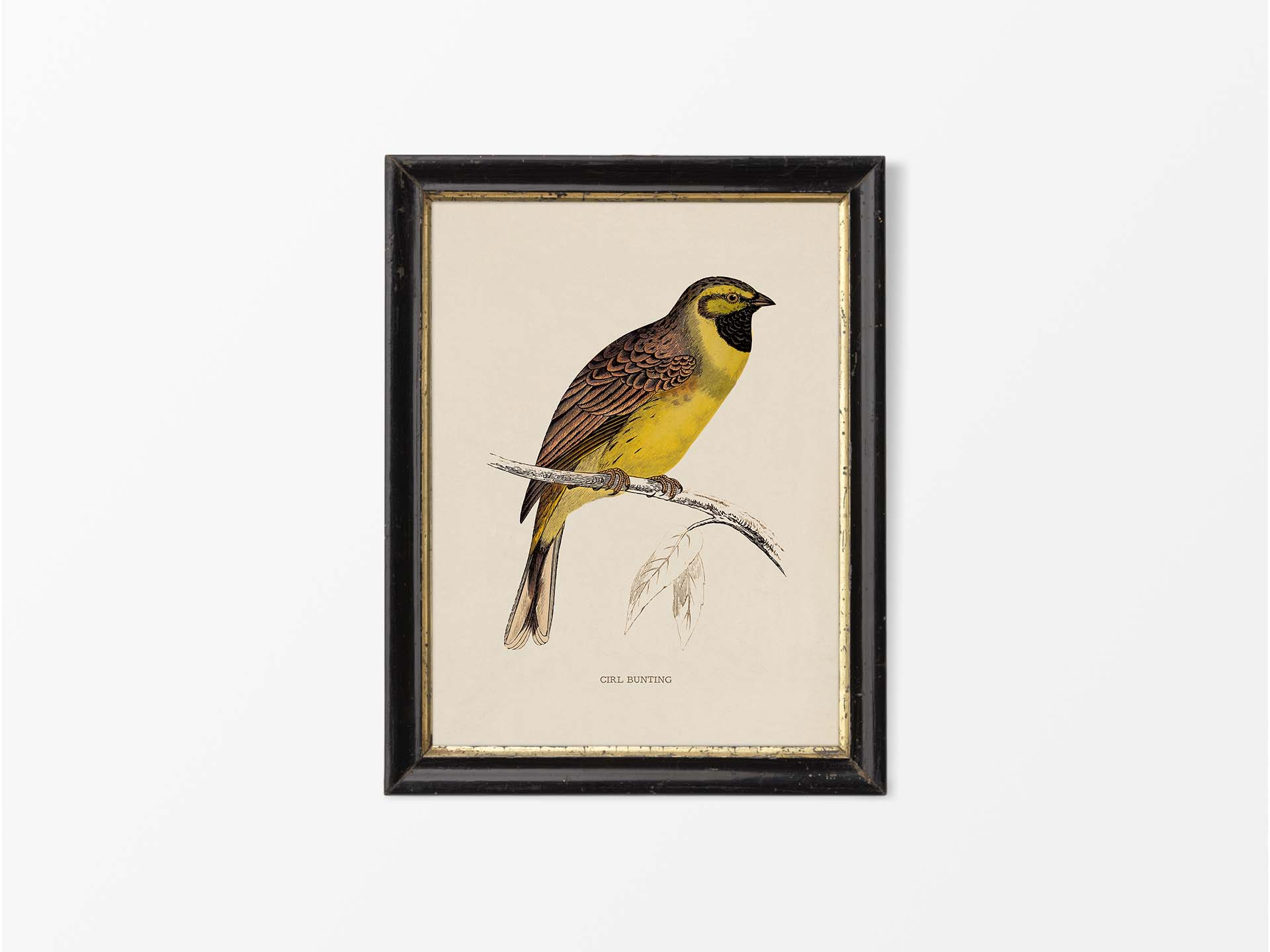 Cirl Bunting Vintage Art Print