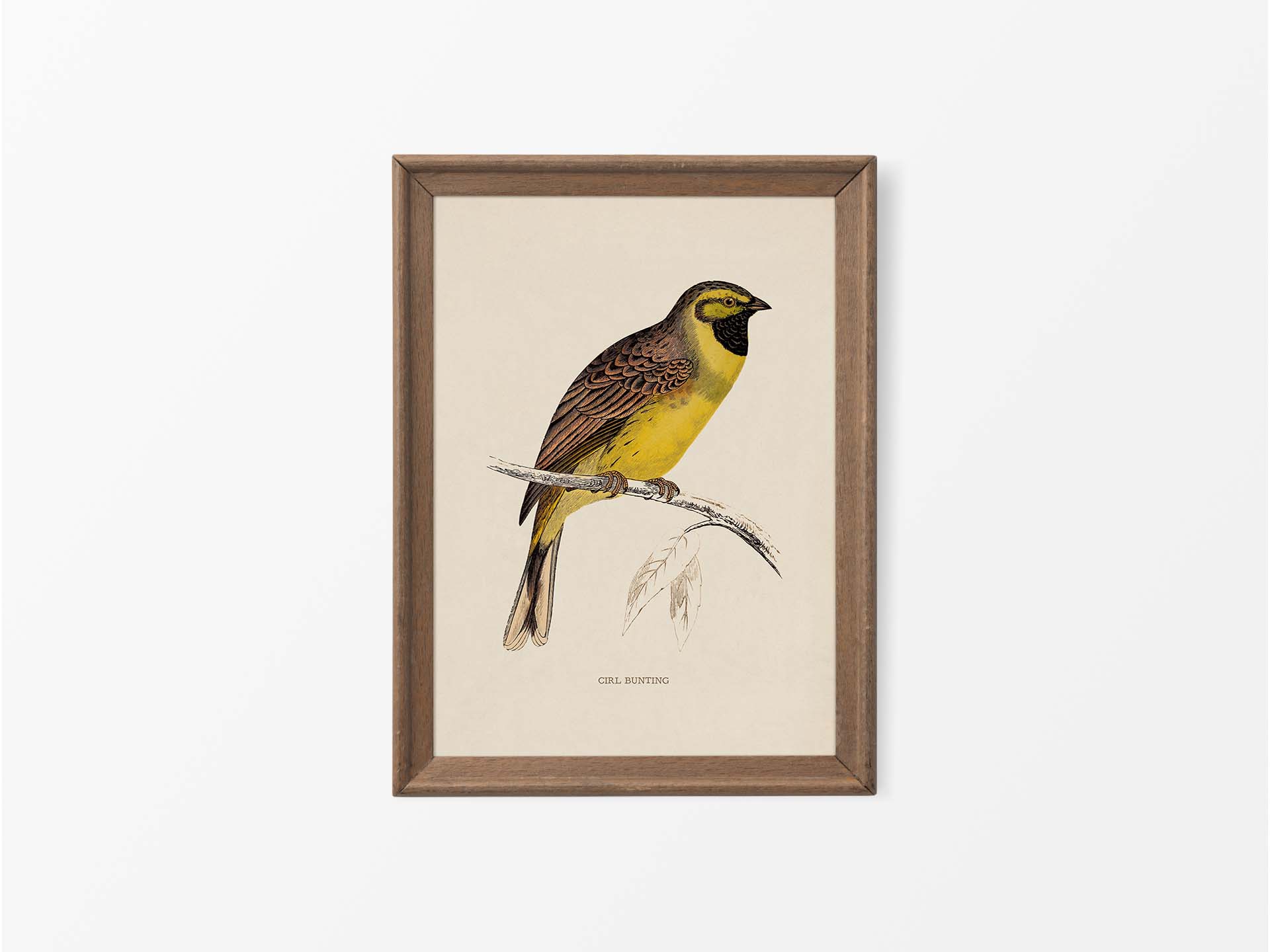Cirl Bunting Vintage Art Print
