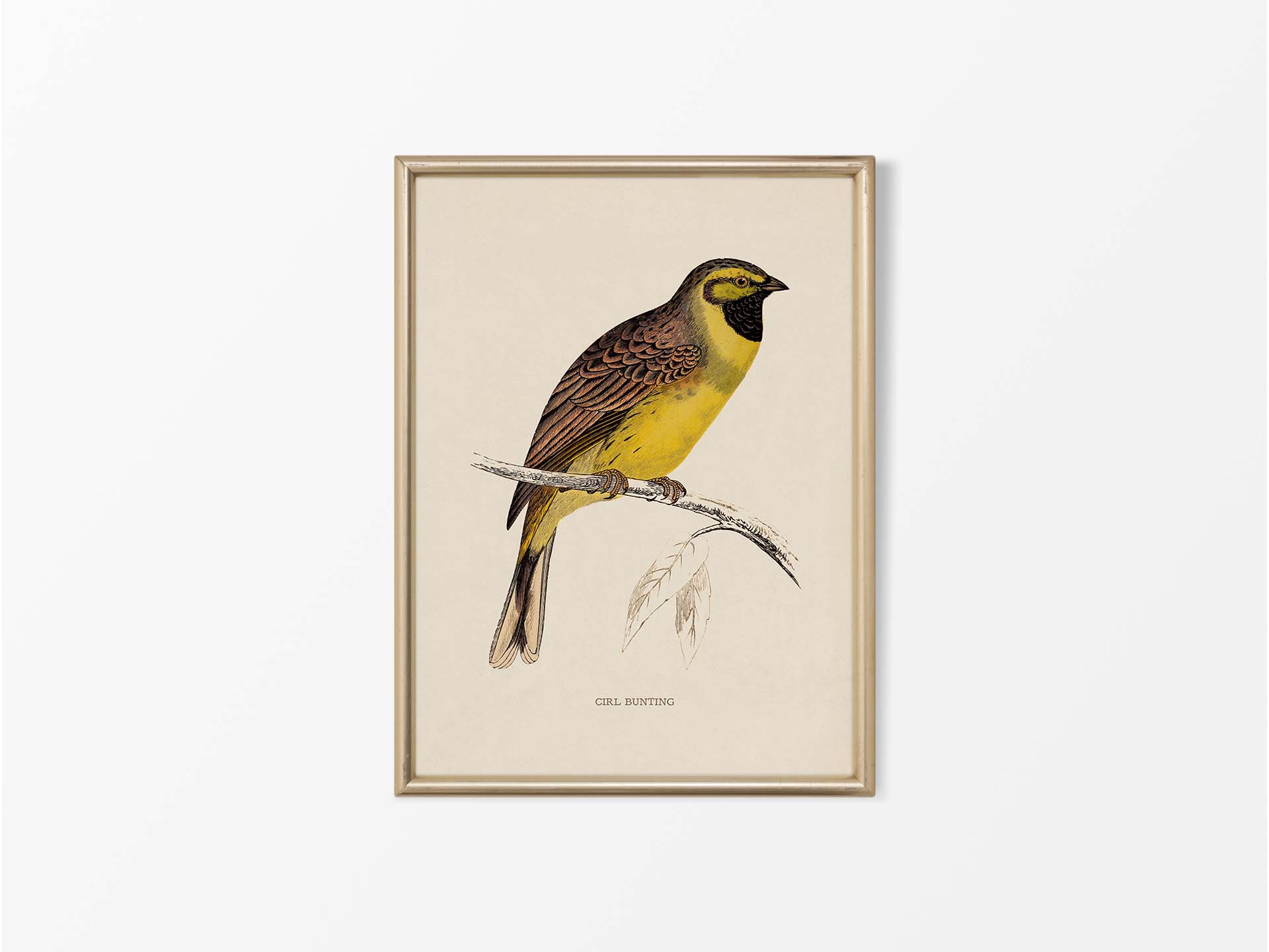 Cirl Bunting Vintage Art Print