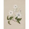 Clematis
