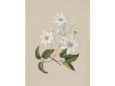 Clematis Vintage Art Print