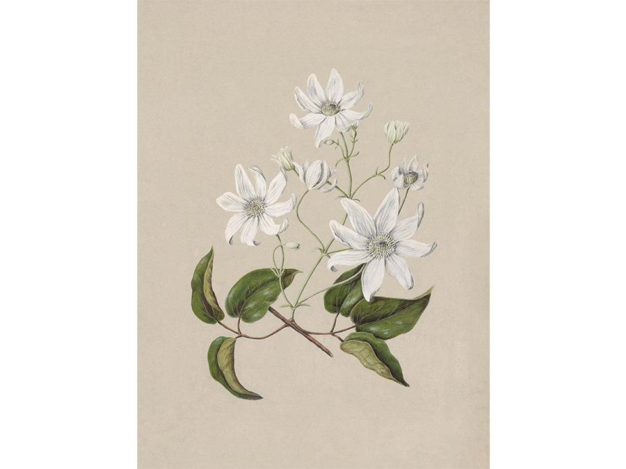 Clematis Vintage Art Print