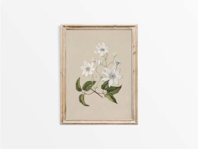 Clematis Vintage Art Print