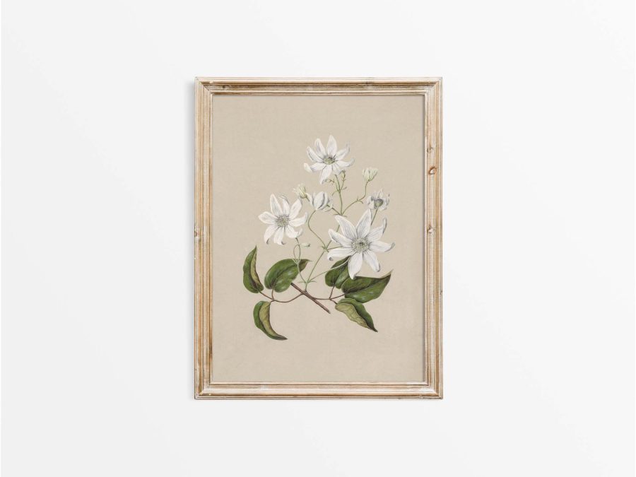 Clematis Vintage Art Print