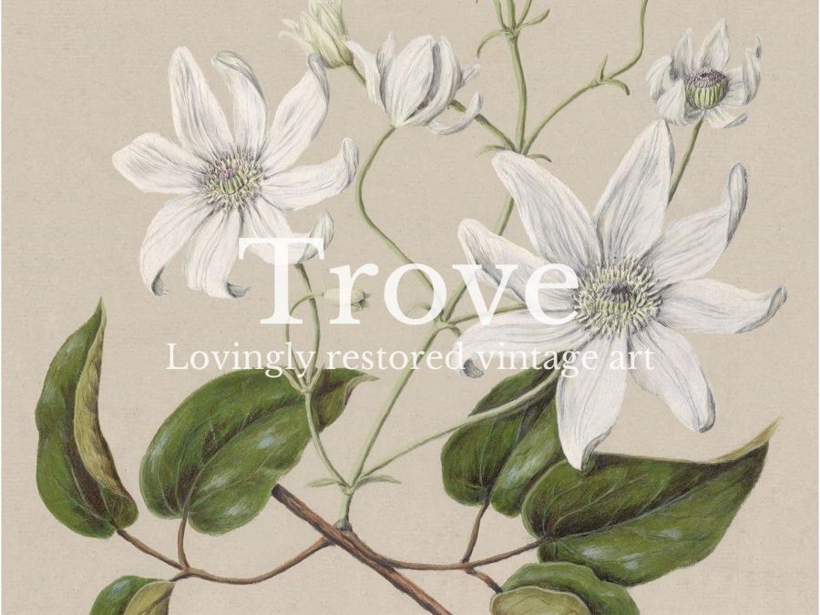 Clematis Vintage Art Print