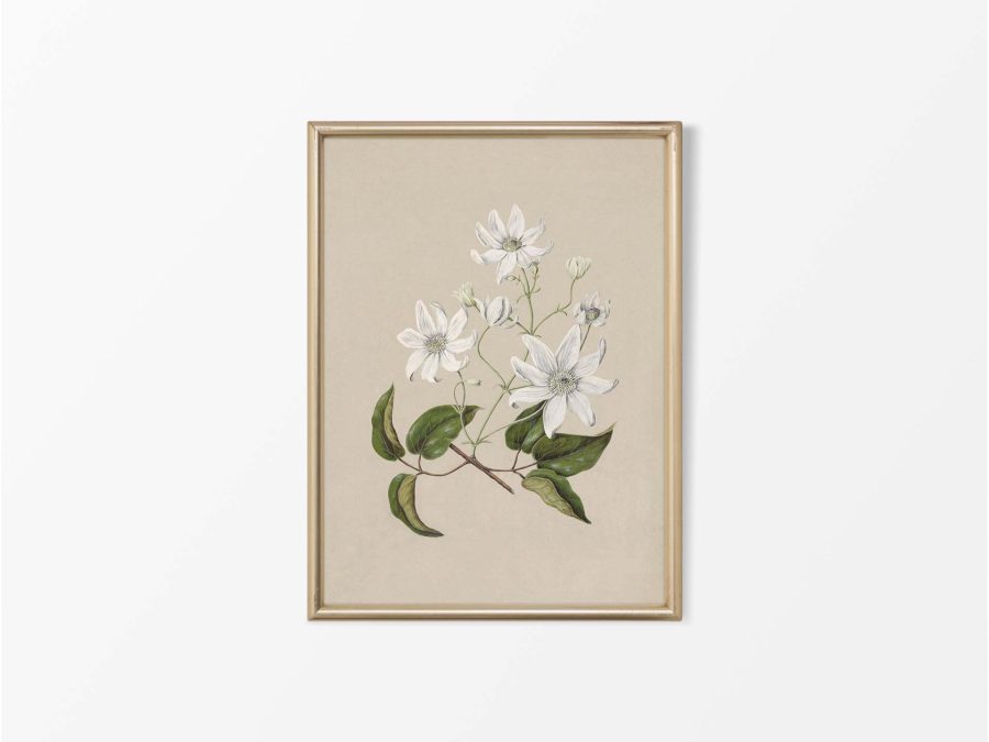 Clematis Vintage Art Print