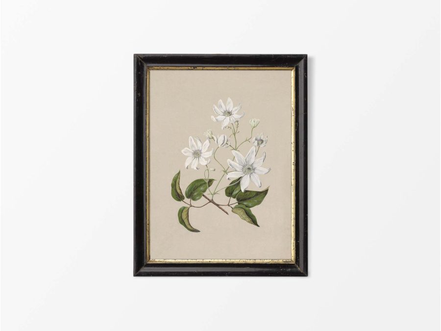Clematis Vintage Art Print