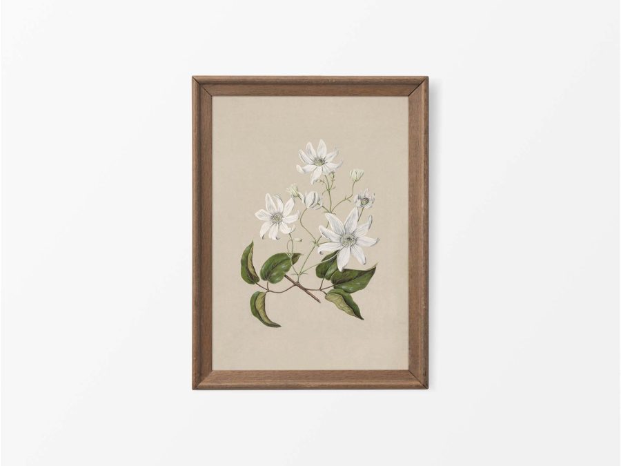 Clematis Vintage Art Print