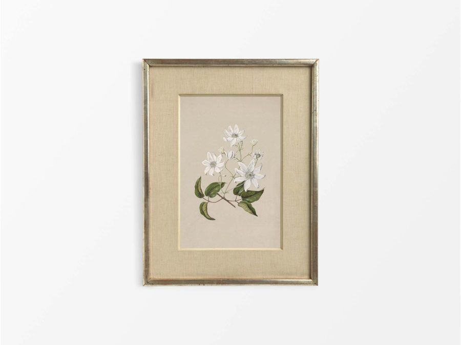 Clematis Vintage Art Print