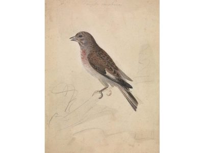 Common Linnet Vintage Art Print
