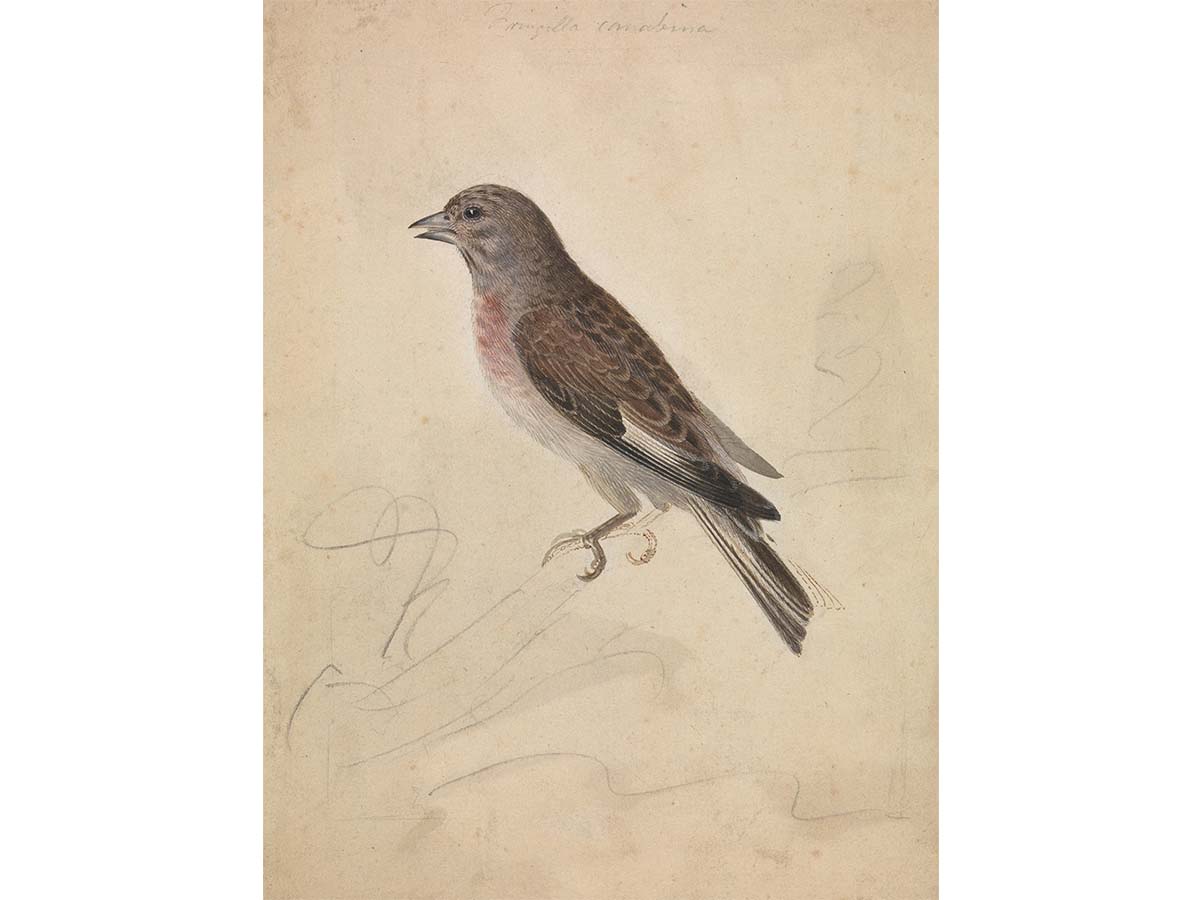 Common Linnet Vintage Art Print