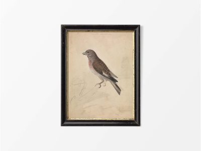Common Linnet Vintage Art Print