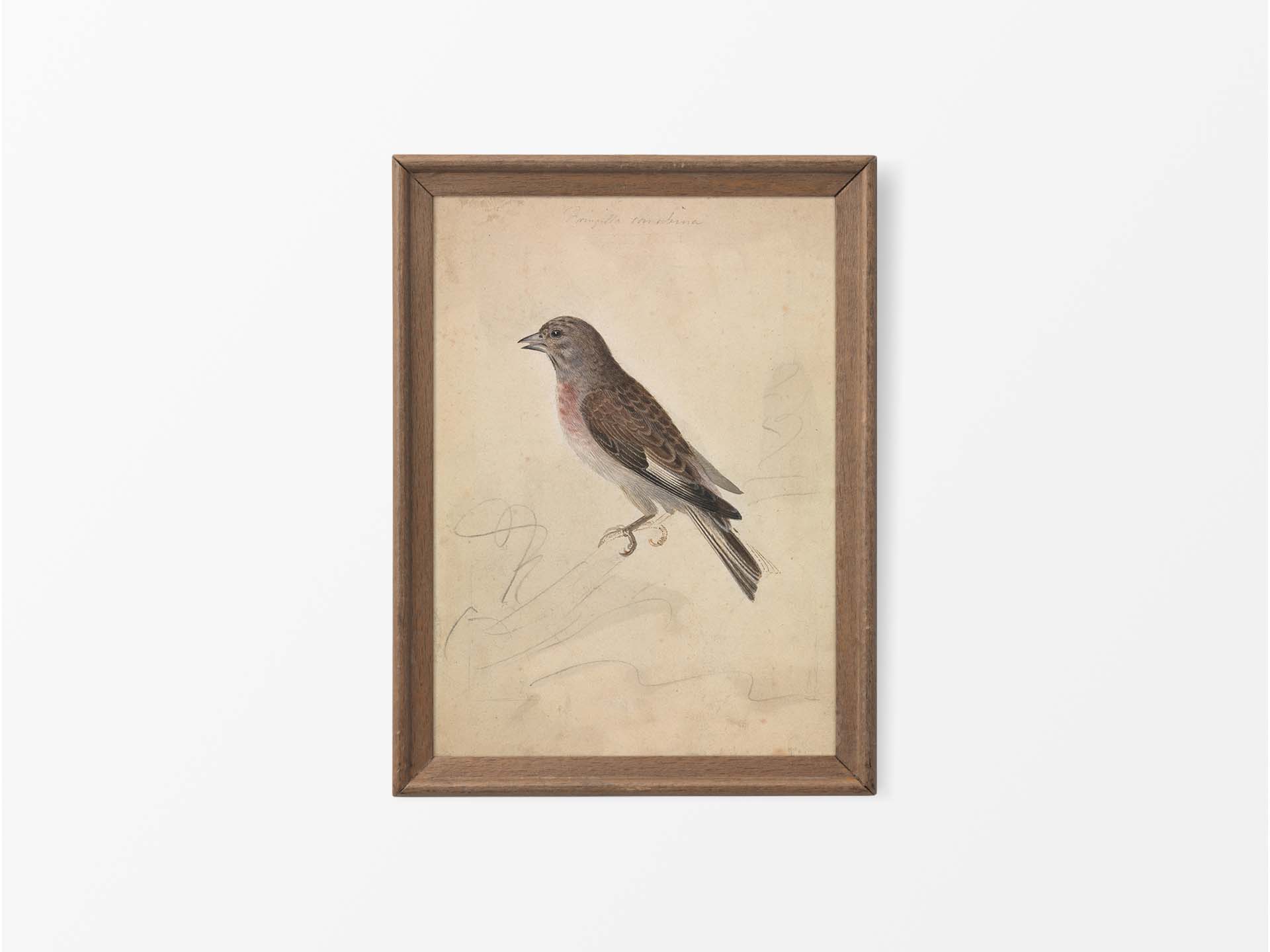 Common Linnet Vintage Art Print