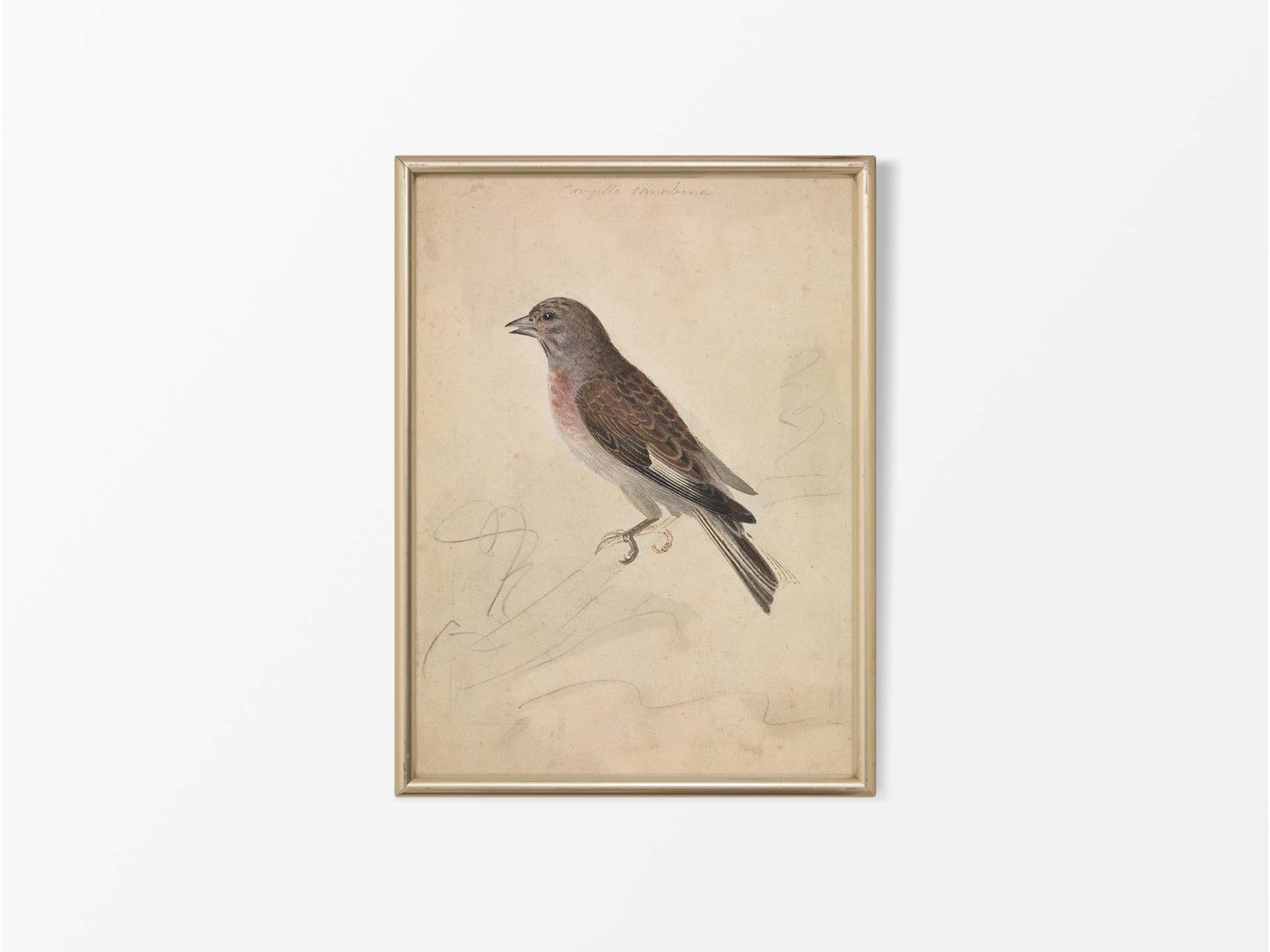 Common Linnet Vintage Art Print