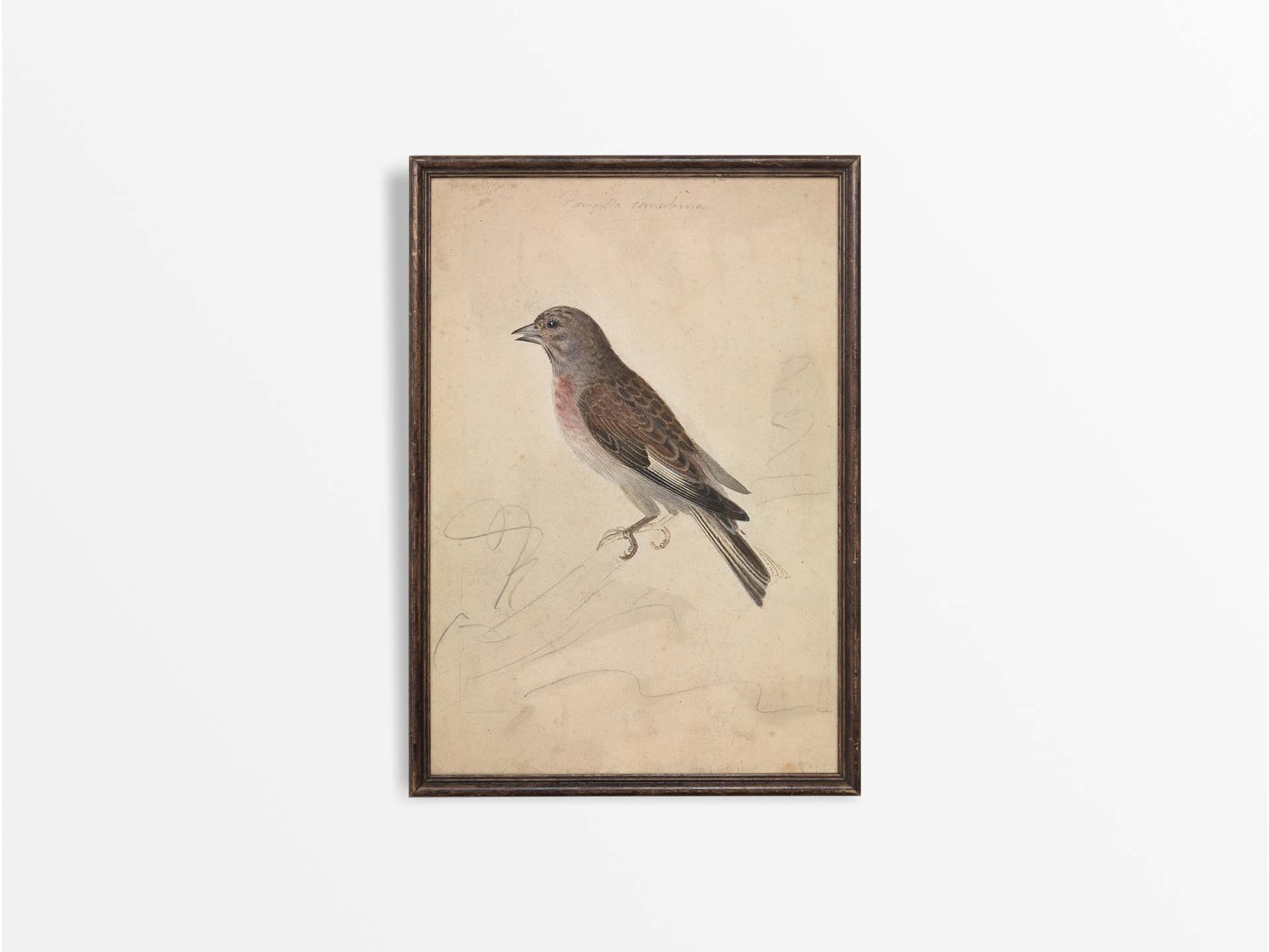 Common Linnet Vintage Art Print