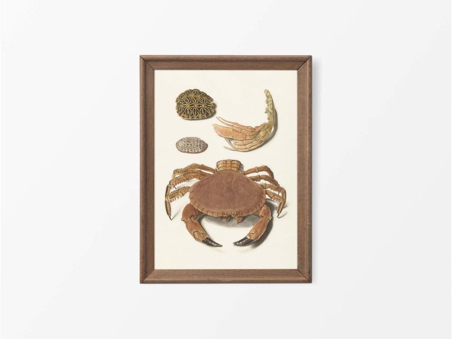 Crab Vintage Art Print