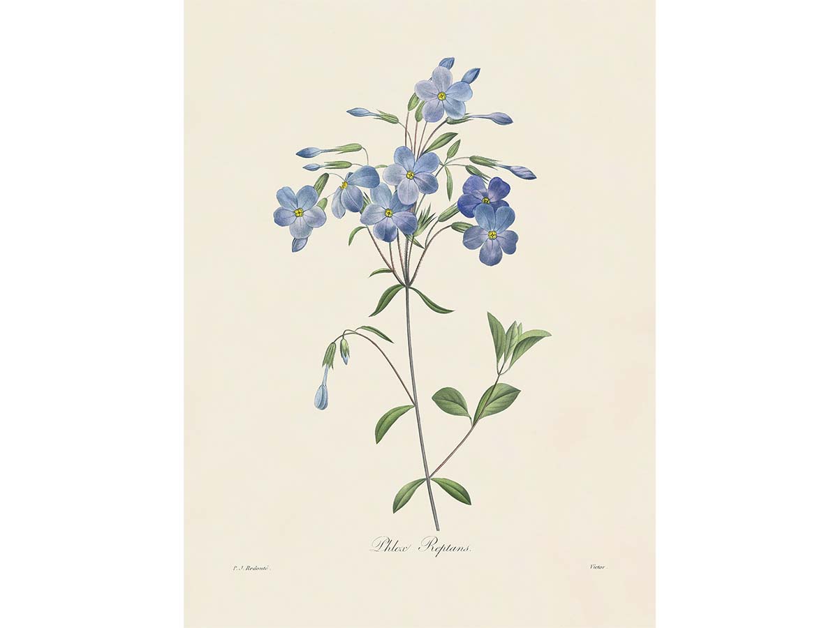 Creeping Phlox Vintage Art Print