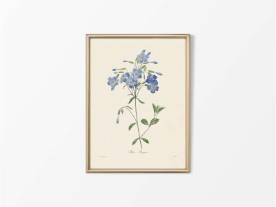 Creeping Phlox Vintage Art Print