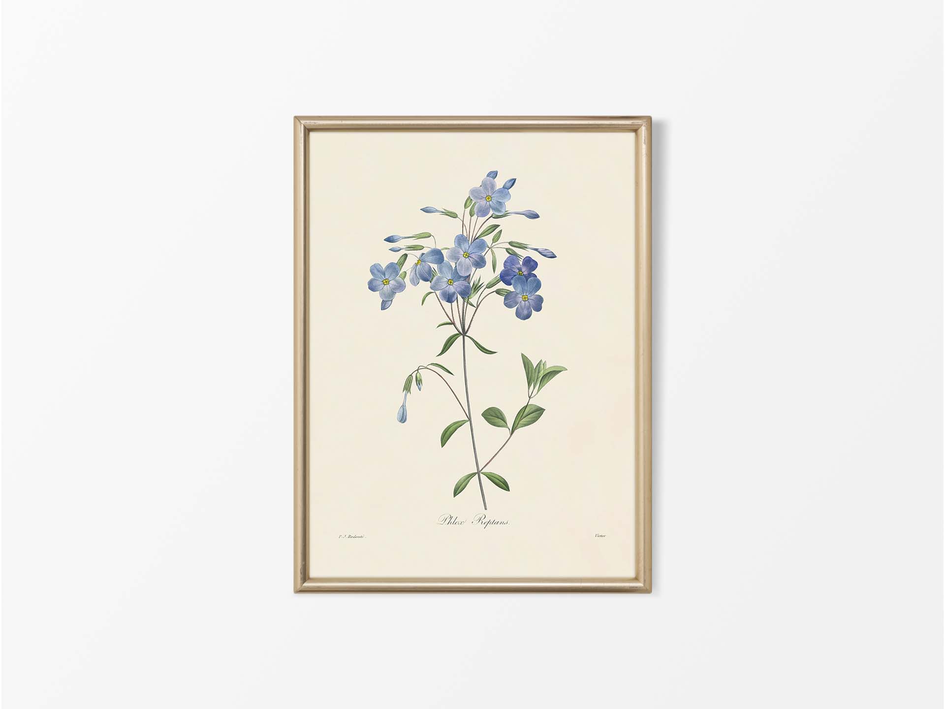 Creeping Phlox Vintage Art Print