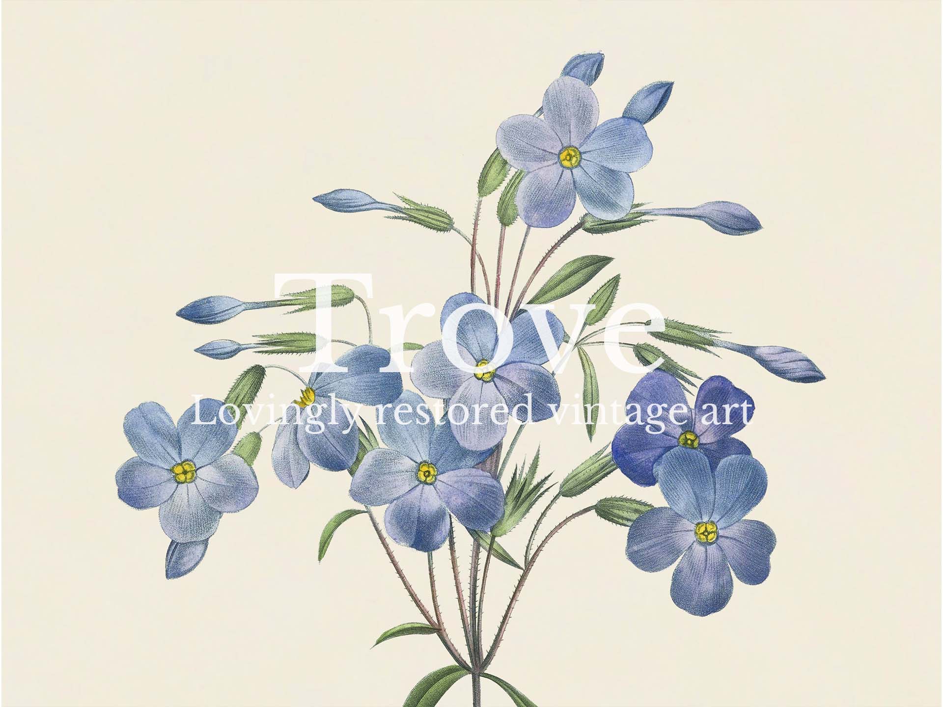 Creeping Phlox Vintage Art Print