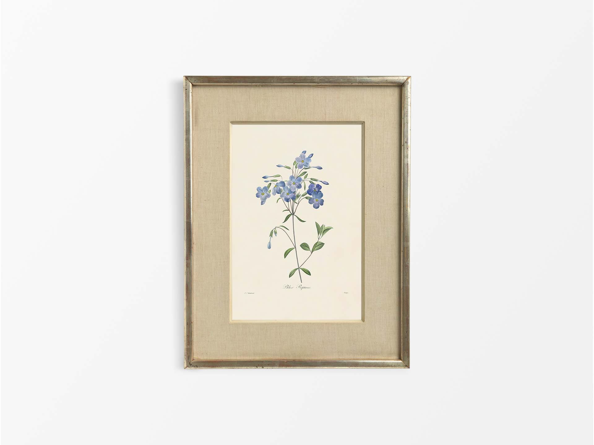 Creeping Phlox Vintage Art Print