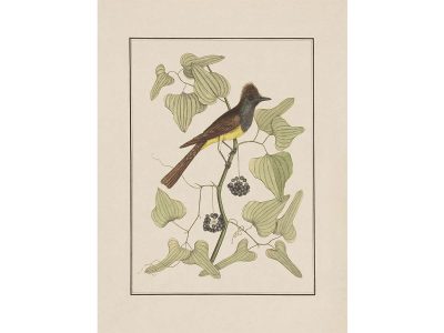 Crested Flycatcher Vintage Art Print