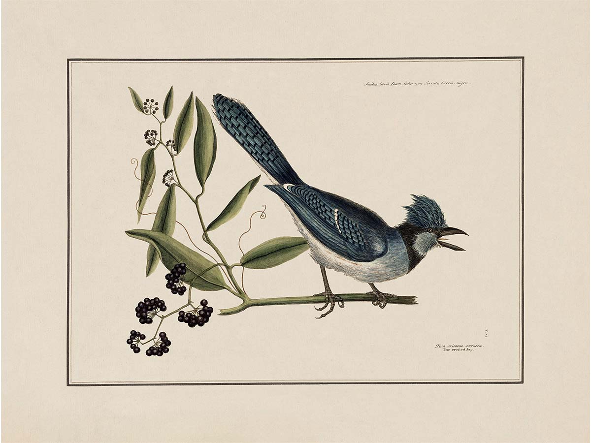 Crested Jay Vintage Art Print