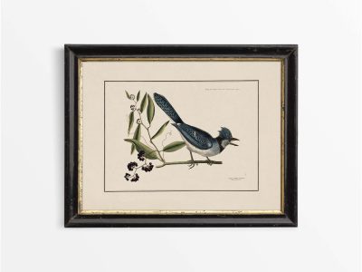 Crested Jay Vintage Art Print