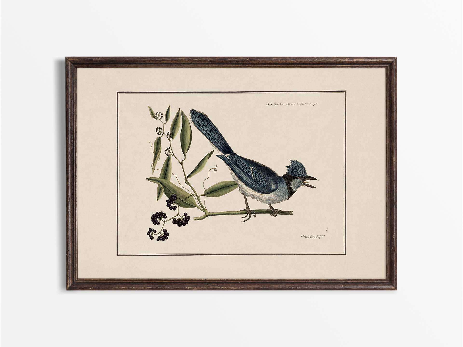 Crested Jay Vintage Art Print
