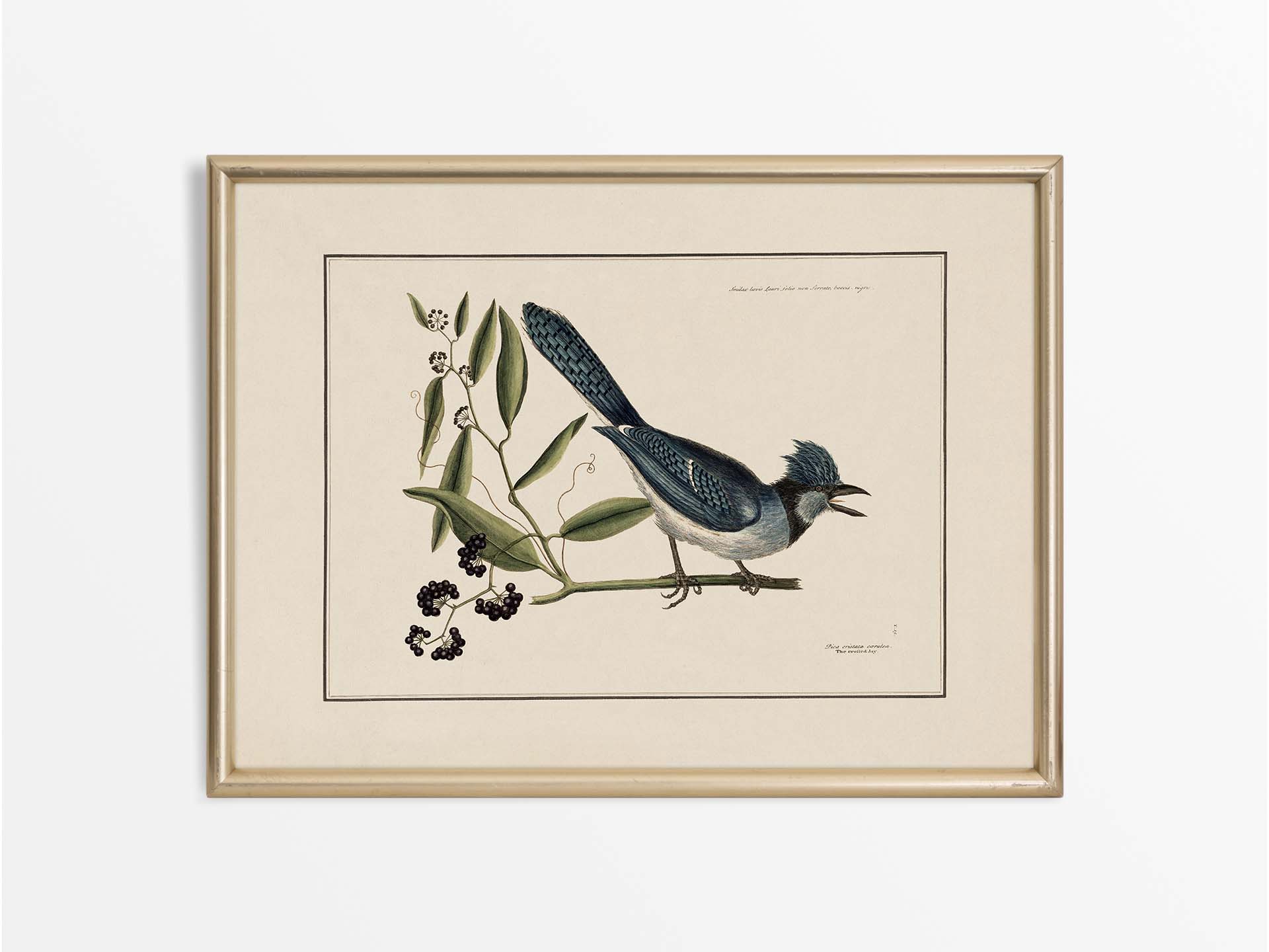 Crested Jay Vintage Art Print
