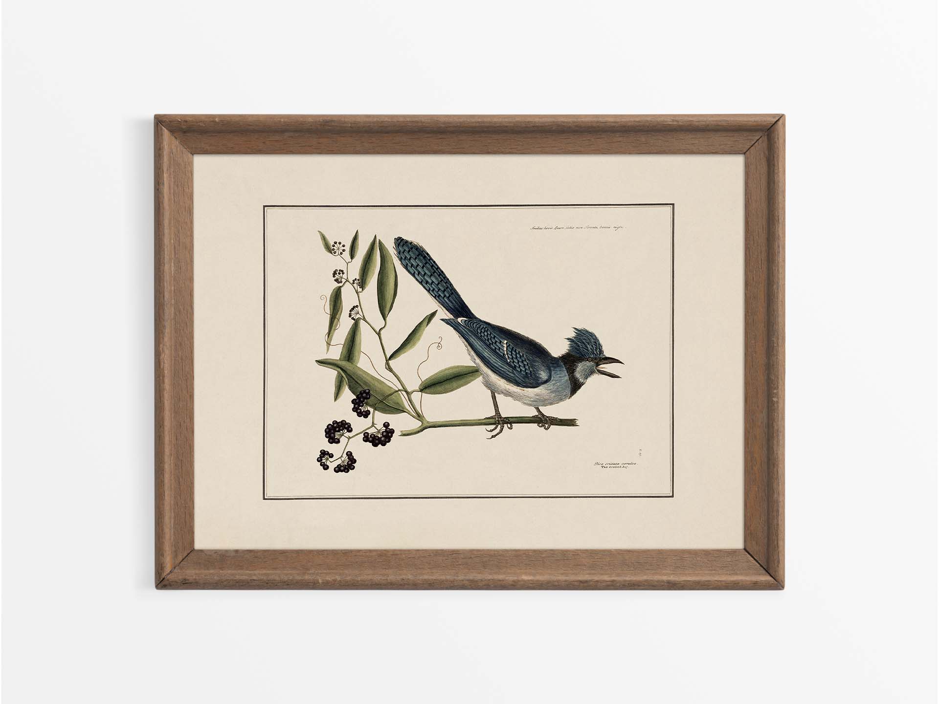 Crested Jay Vintage Art Print