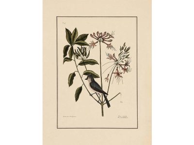Crested Titmouse Vintage Art Print