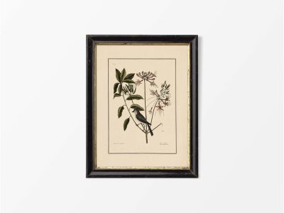 Crested Titmouse Vintage Art Print