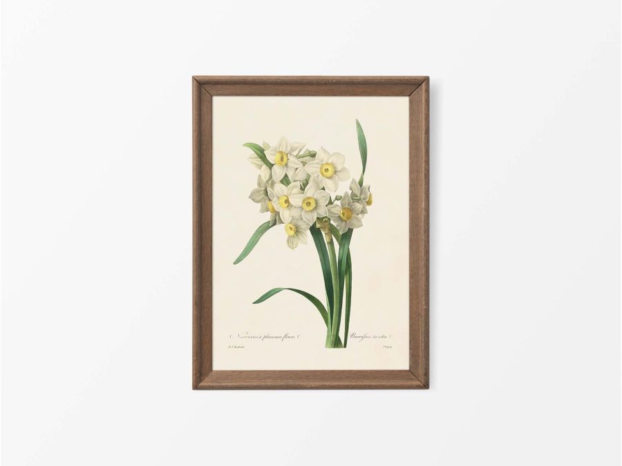Daffodil Vintage Art Print